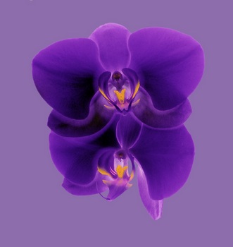F 035C